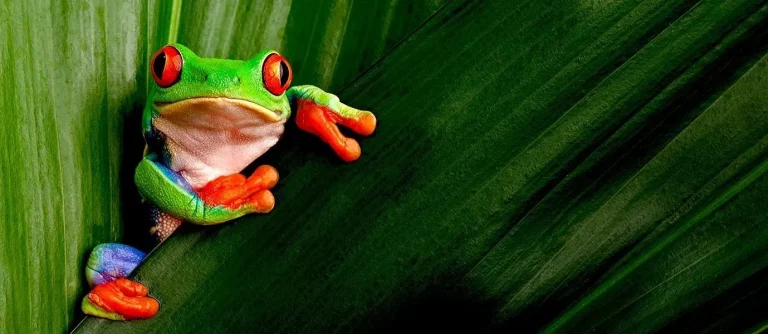 rana-verde-de-ojos-rojos-monteverde
