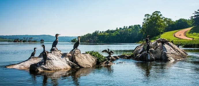 cormoranes-lago-victoria-entebbe