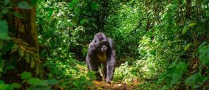 gorila-espalda-plateada-bosque-impenetrable-de-bwindi