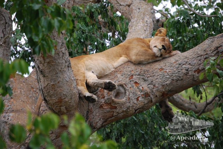 leon-trepador-de-uganda