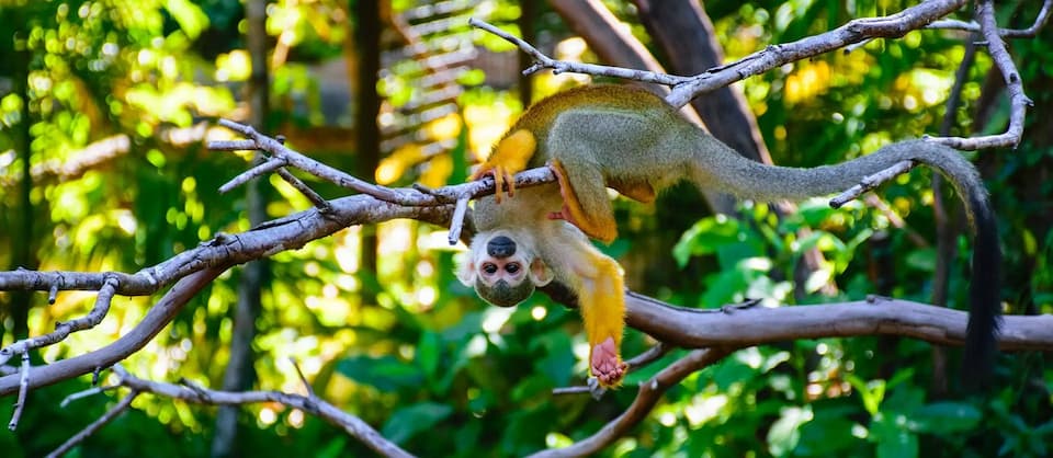 mono-ardilla-amazonia
